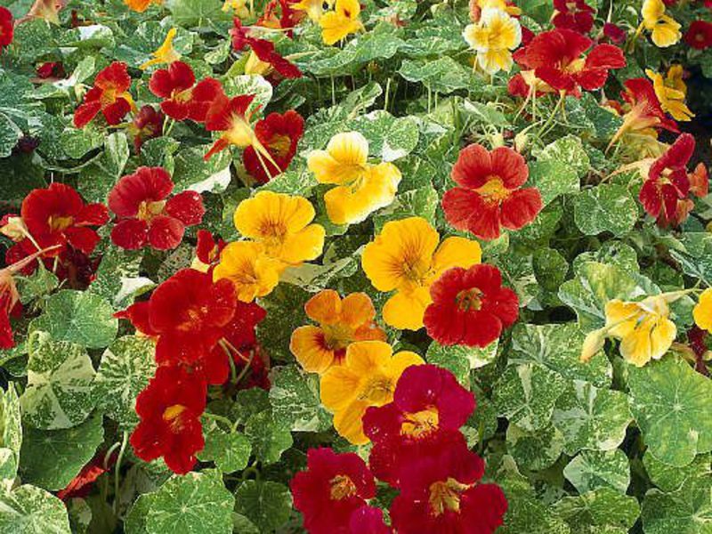 Tricolor nasturtium What are the varieties of nasturtium