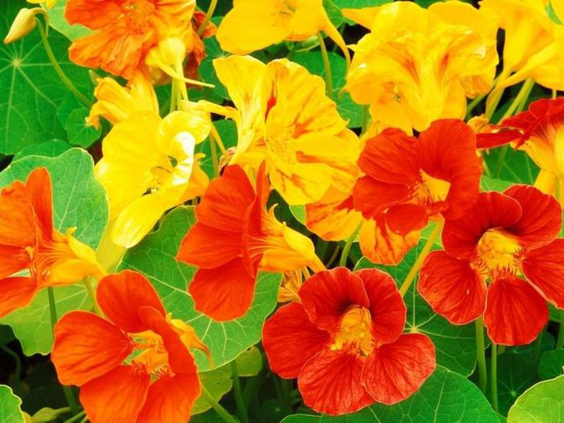 Nasturtium is not only a flower, but also a useful plant for the garden Diseases of nasturtium