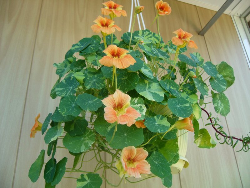 Annual flowers nasturtium Annual plant nasturtium