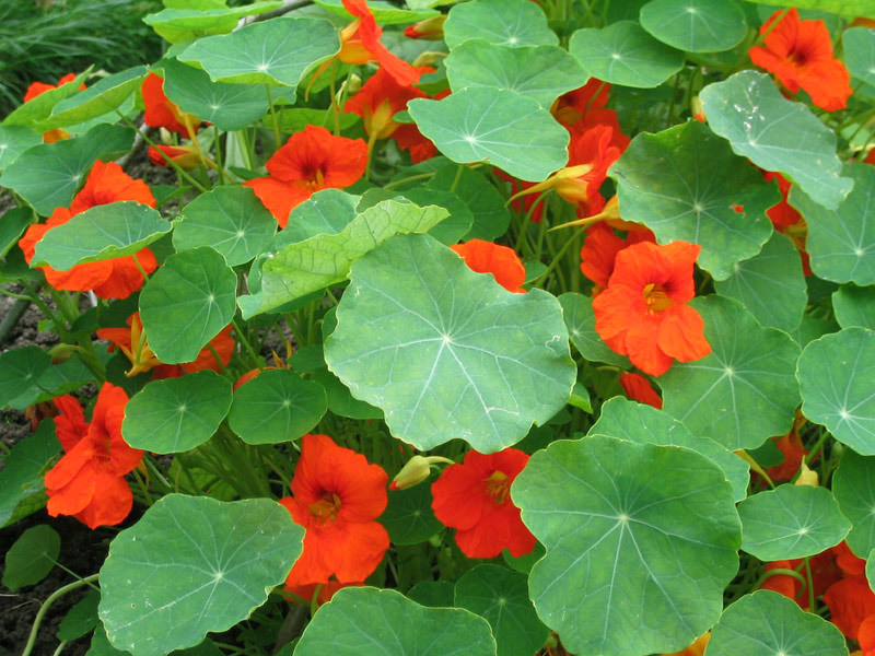 How to grow nasturtium Nasturtium color