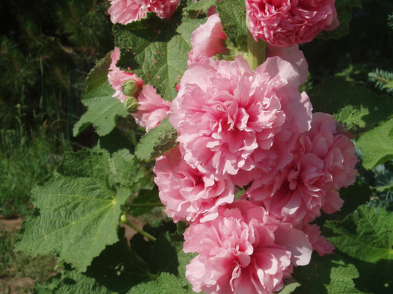 Stock-rose or mallow - ornamental plant Stock-rose or Mallow is a garden plant that is very popular in our latitudes.