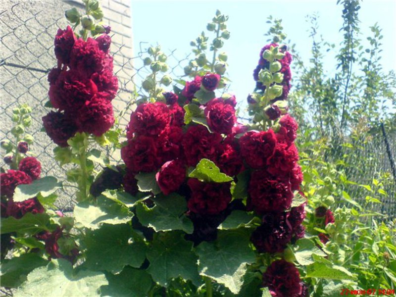 Mallow bush (stock-rose) on the site The mallow bush can grow very actively.
