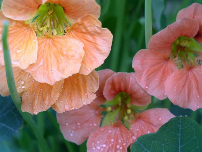 Annual flowers nasturtium How to plant nasturtium