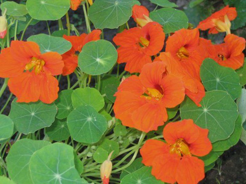 Description of the plant nasturtium Diseases of nasturtium
