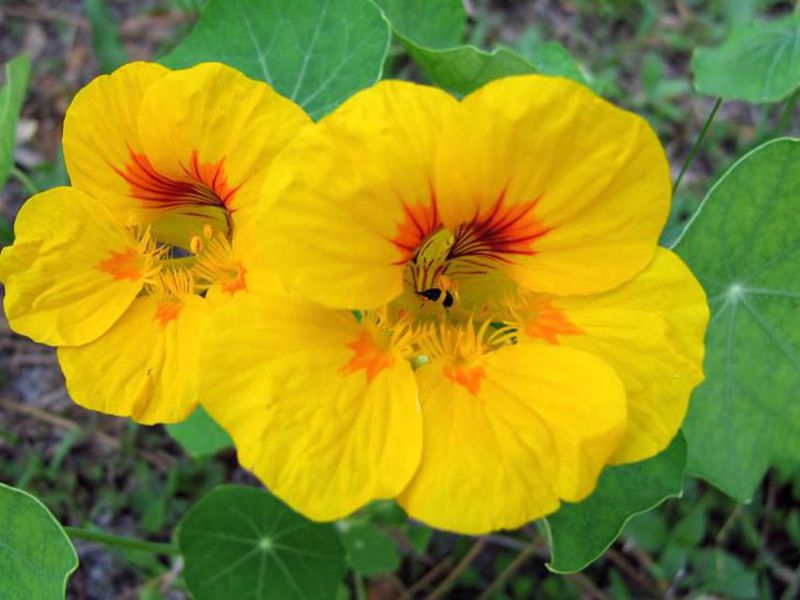 Yellow nasturtium flowers How nasturtium grows