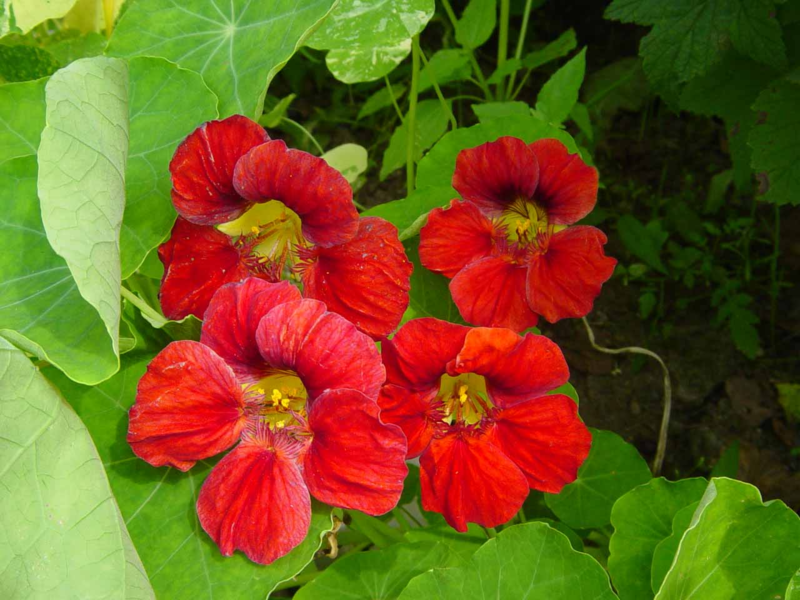 Nasturtium is not only a flower, but also a useful plant for the garden Diseases of nasturtium