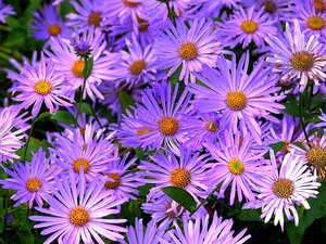 Alpine aster blooms very brightly and beautifully.