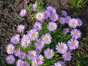 Breeding asters in the garden - helpful tips.