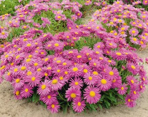 Alpine aster pink is one of the species of this flowering plant.