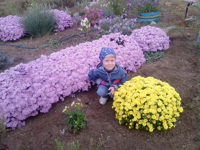 Alpine aster looks very beautiful in the garden.