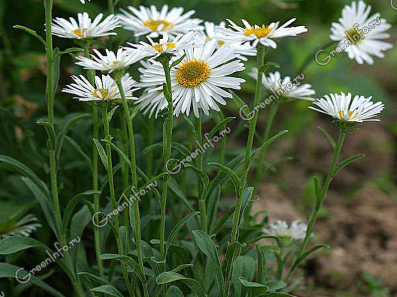 Alpine white aster is shown during flowering.