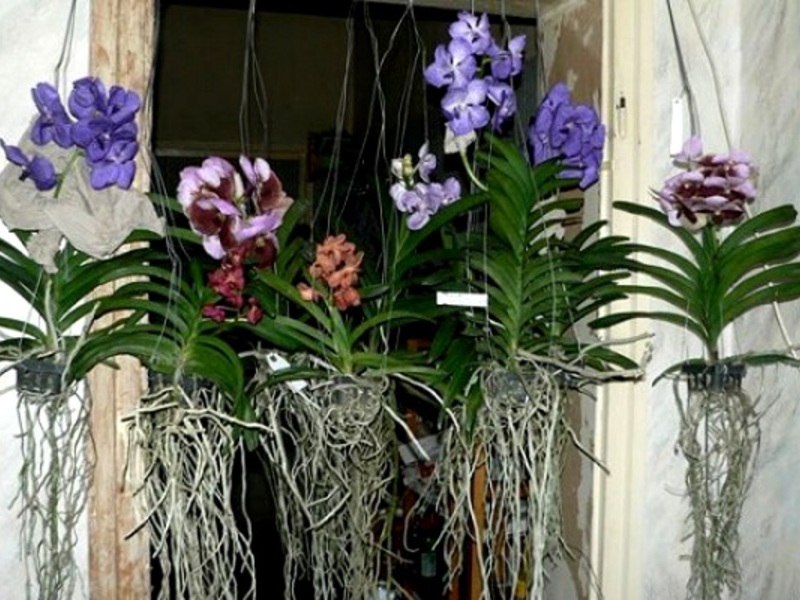 Caring for orchids is very important, as exotic decorative flowers are susceptible to various diseases.