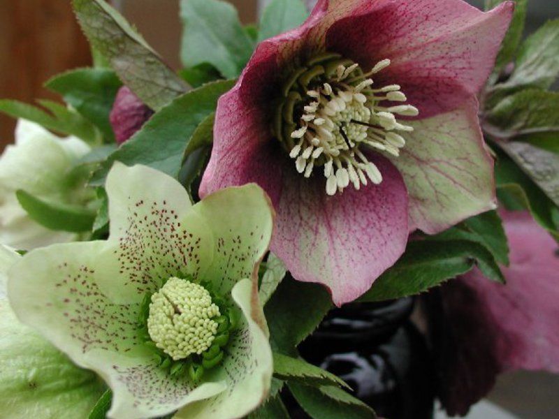 Conditions for growing hellebore