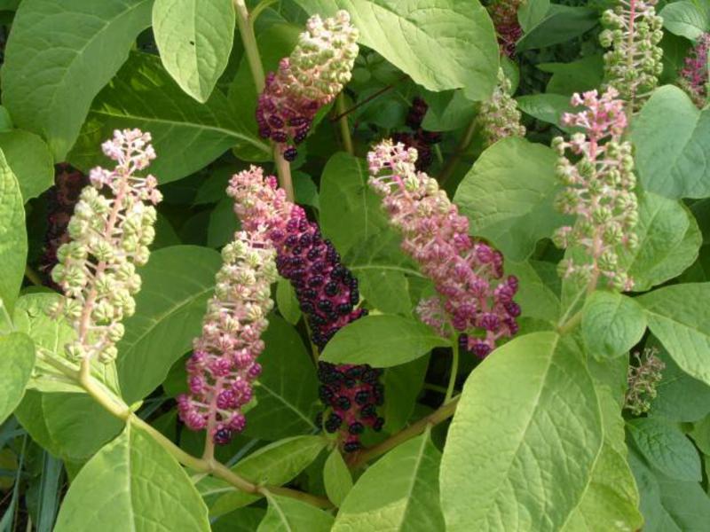 Perennial flower varieties Types and varieties of flowers