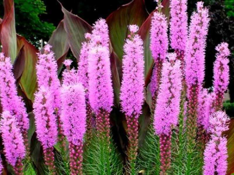 Perennial undersized flowers Stunted flowers