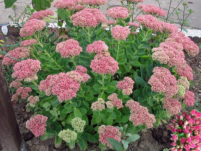 Perennial plant flower for garden Garden perennials