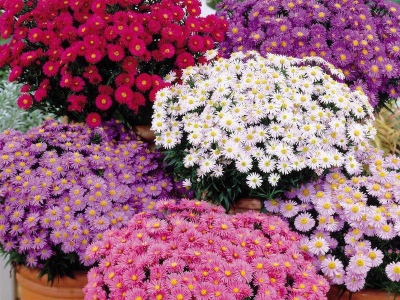 What flowers to choose Name of polythenics