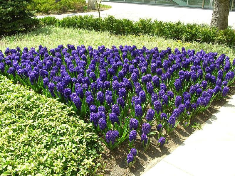 How are hyacinths used in garden design