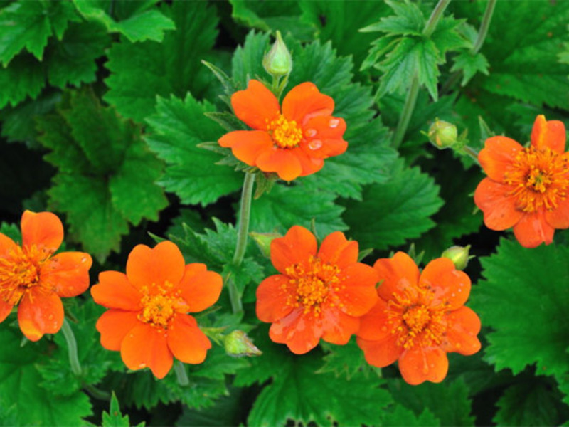 Plant subspecies gravilat Gravilata grades