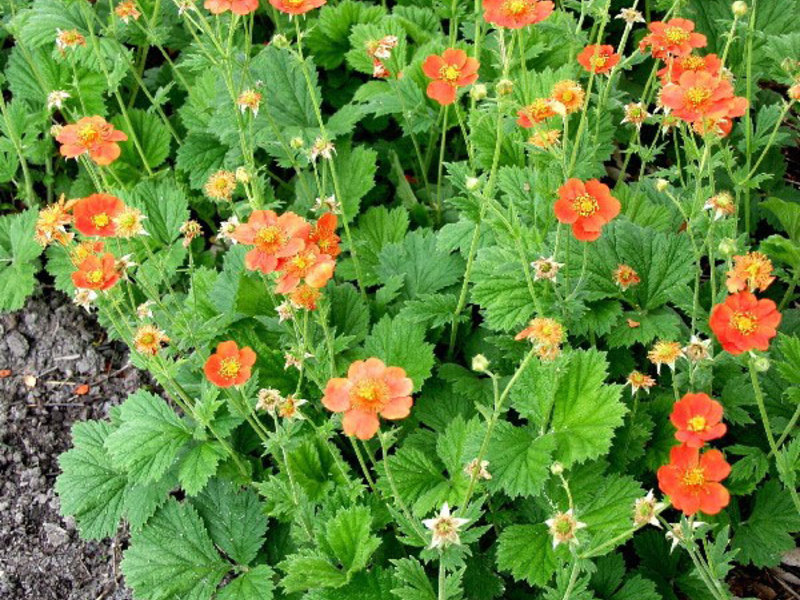 Chilean gravilat River gravilat