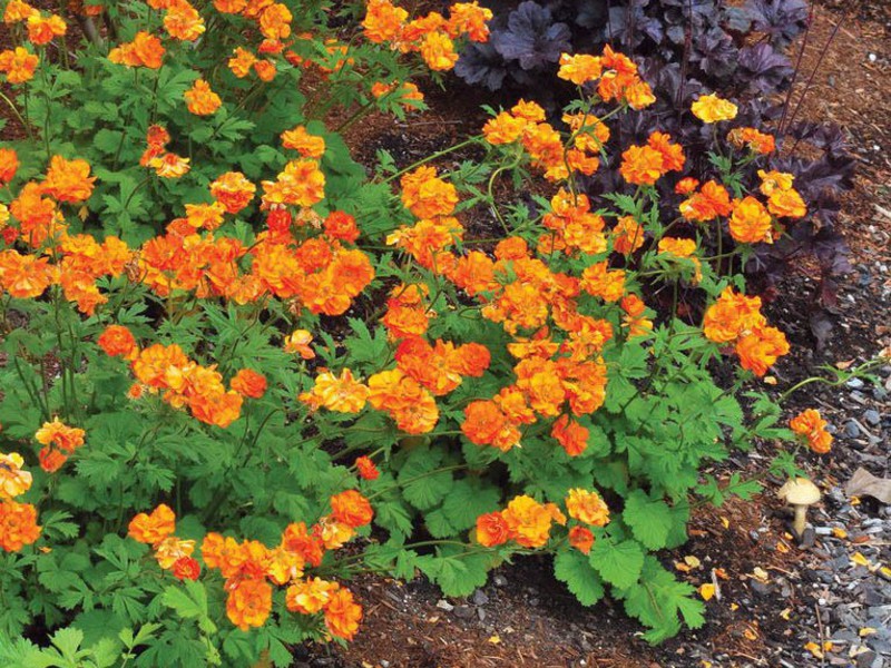 How gravilat grows Flowering gravilata