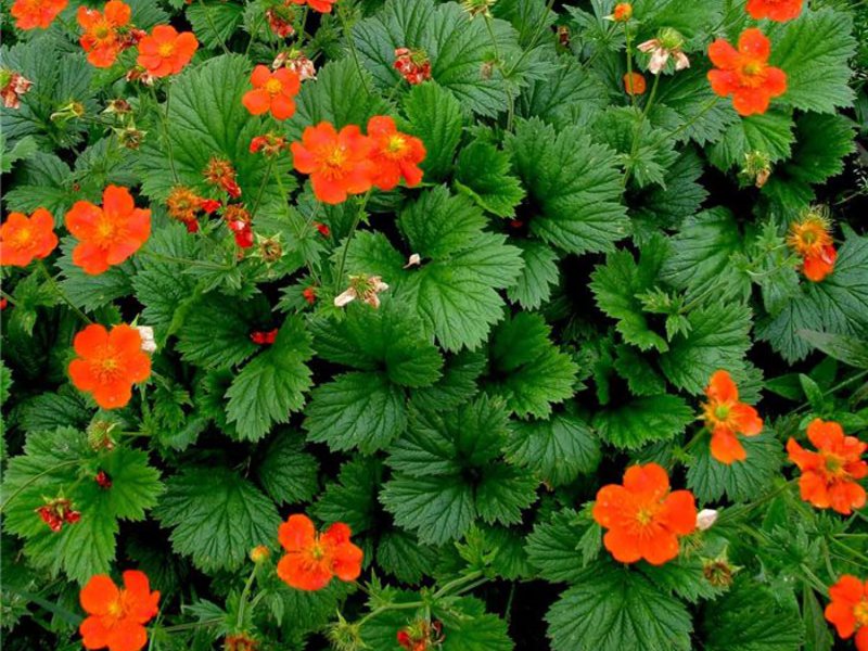 Gravilat in the front garden Types and varieties of gravilata