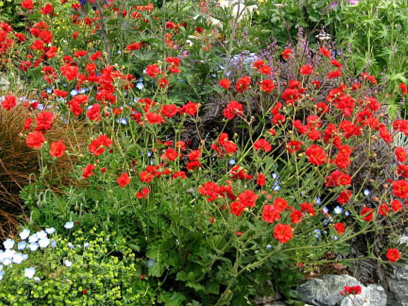 Gravilat care How to properly plant a gravilat