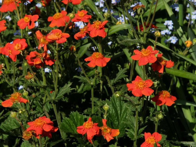 Gravilat planting and care The appearance of the gravilat