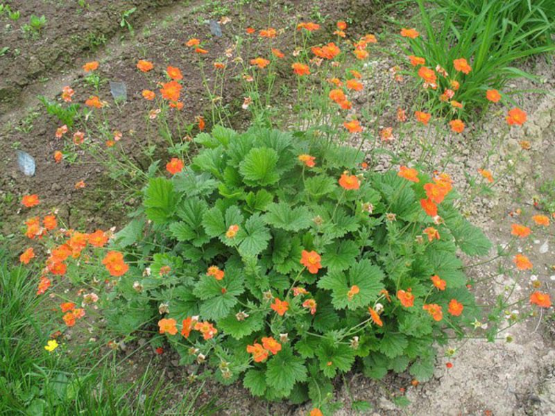 Gravilat planting in the garden What does gravilat look like