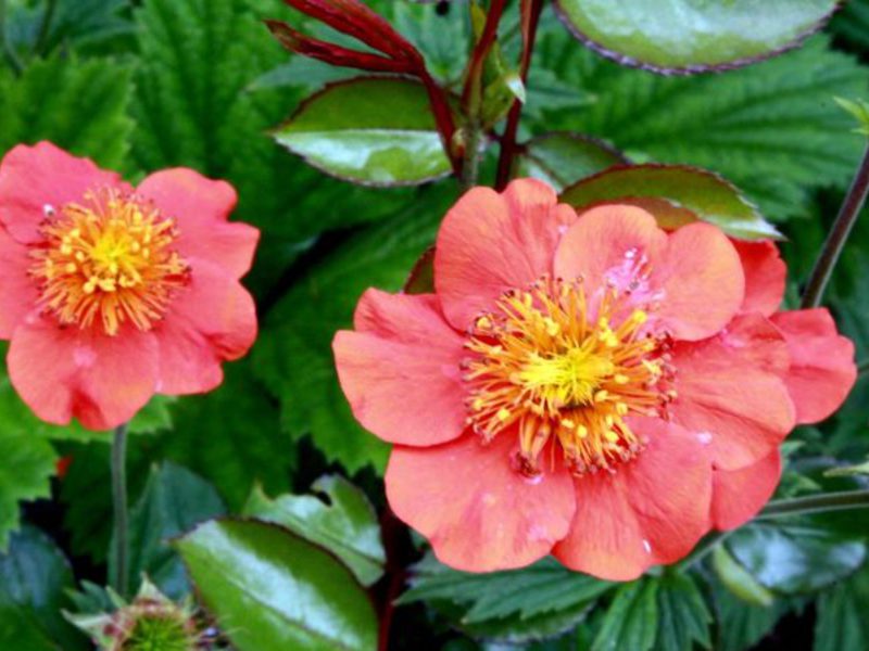 The appearance of the flower gravilat River gravilat