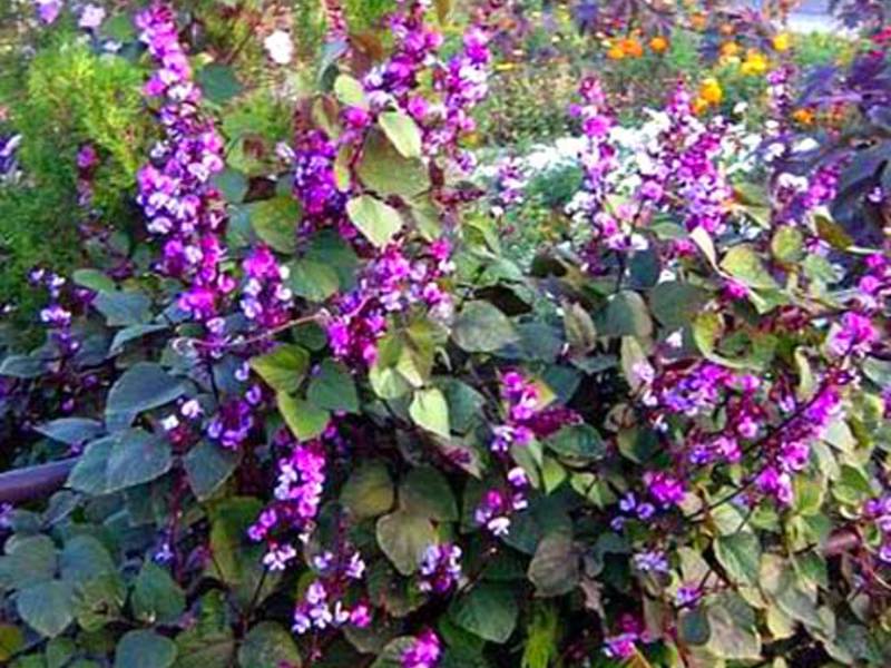 Grow hyacinth bean seedlings Dolichos ordinary