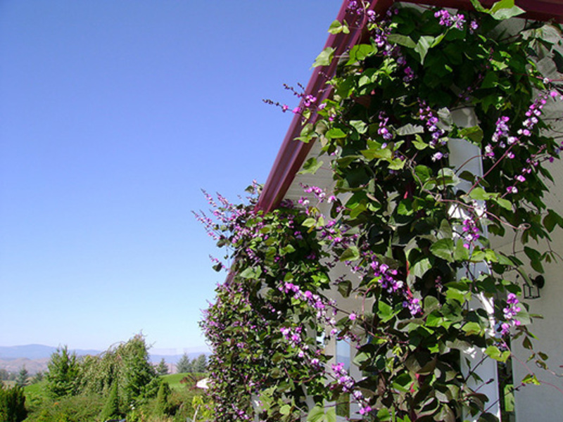 Hyacinth beans with beautiful flowers Dolichos ordinary