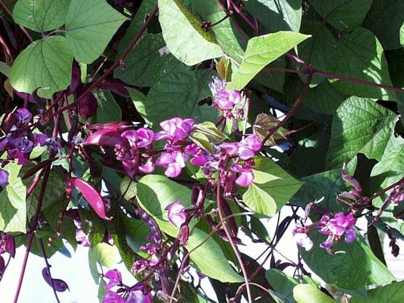 How to plant hyacinth beans Hyacinth beans