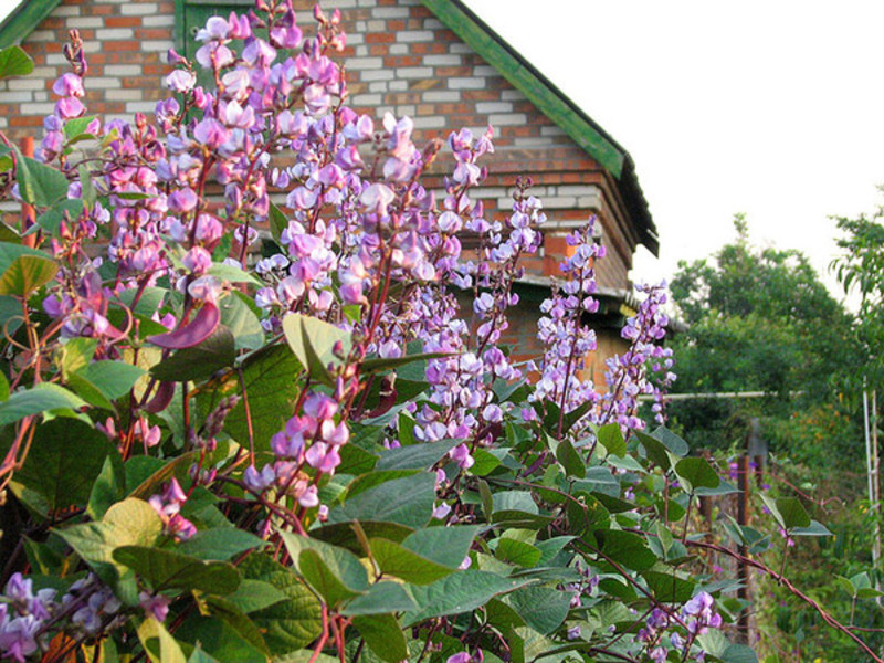How to choose the right place for planting Hyacinth Bean Care