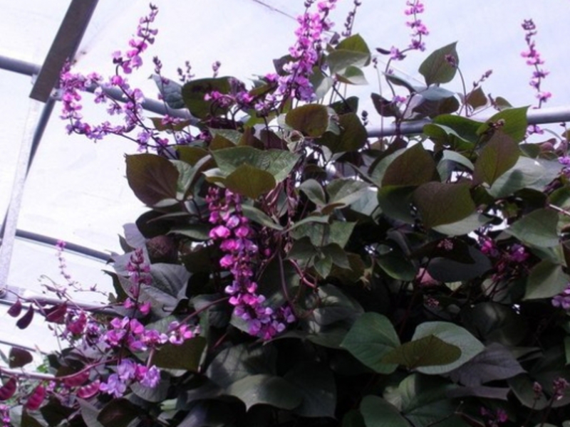 Flower Hyacinth Beans What conditions are needed for growing a plant