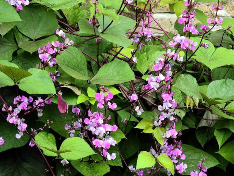 Grow hyacinth bean seedlings Also known as hyacinth or lablab beans