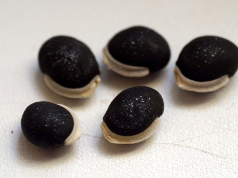 How far to plant hyacinth beans Hyacinth beans