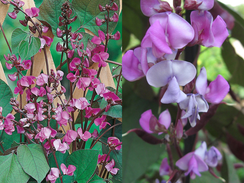 Flower Hyacinth Beans Flowering hyacinth bush