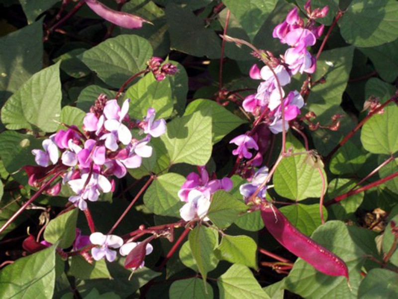 How does the hyacinth plant grow? Hyacinth Bean Care