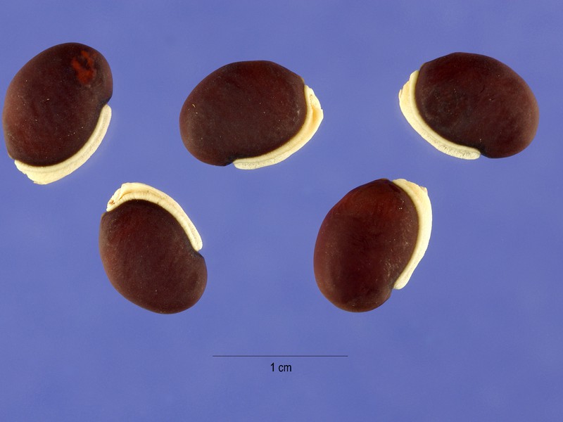 Hyacinth beans Curly lilac or hyancine beans