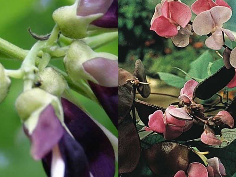 How to grow hyacinth bean seedlings Plant propagation