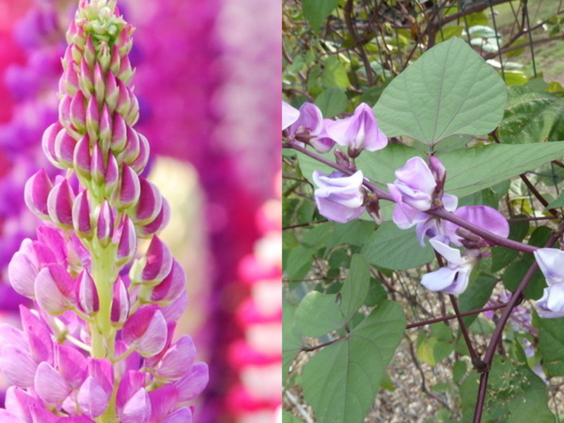 Flower Hyacinth Beans Grow hyacinth bean seedlings
