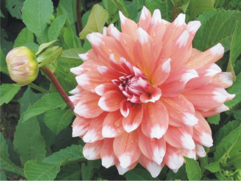 How to plant dahlias