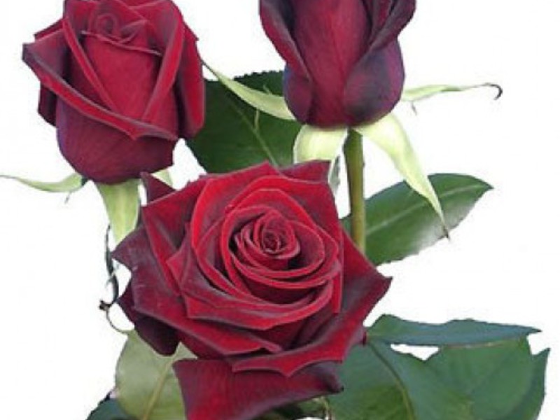 Bouquet of roses Black Magic (Black Magic) A bouquet of roses always looks great