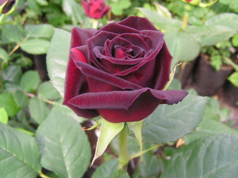 Black Magic - Black Magic flower cultivation Rose Black Magic - features of reproduction and care.