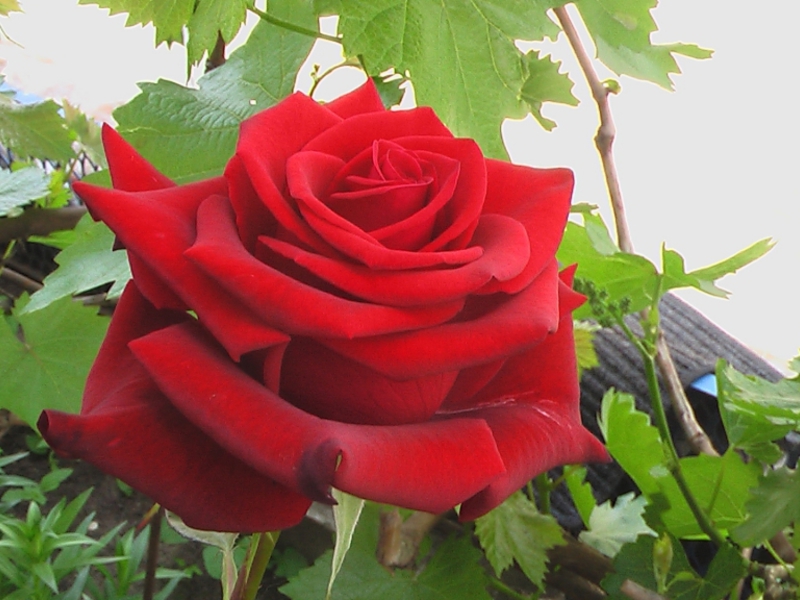 Hybrid tea roses - Black magic Hybrid tea roses can have different shades.
