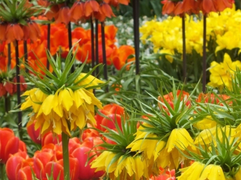 Grouse imperial Grouse imperial