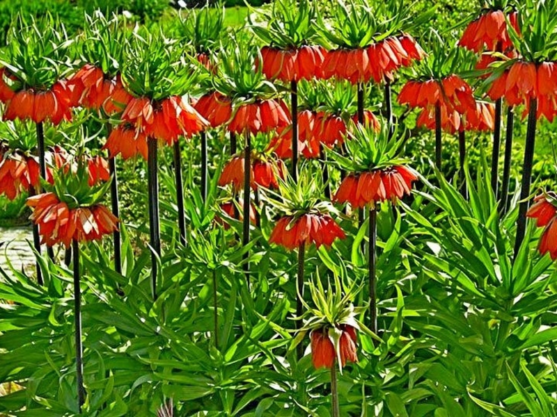 How the imperial hazel grouse blooms Grouse planting and care