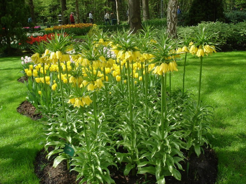 Conditions for growing hazel grouses Grouse variety