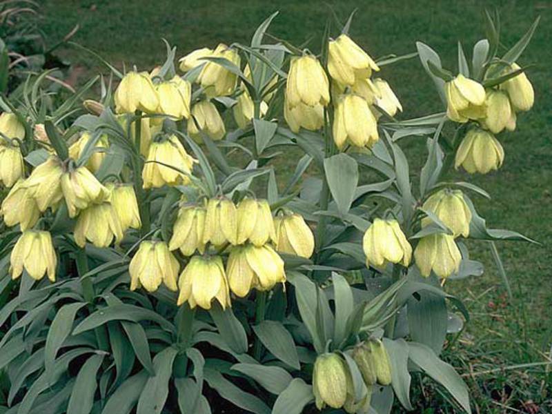 White-flowered hazel grouse What are hazel grouses